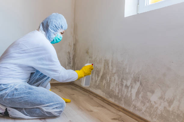 Best Mold Damage Repair  in Wake Forest, NC