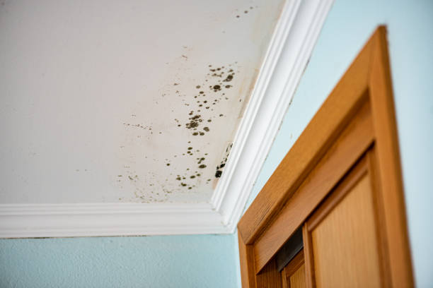 Best Mold Removal Near Me  in Wake Forest, NC