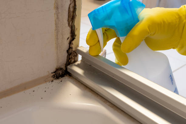 Reliable Wake Forest, NC Mold Removal Solutions