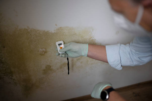 Best Certified Mold Removal  in Wake Forest, NC