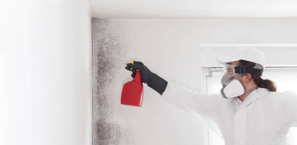 Best Toxic Mold Removal  in Wake Forest, NC