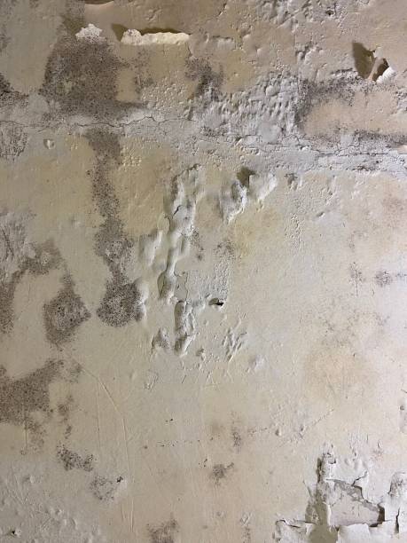 Best Black Mold Removal  in Wake Forest, NC