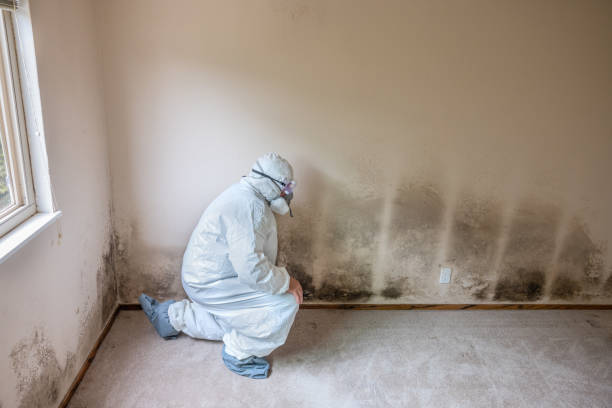 Best Professional Mold Removal  in Wake Forest, NC
