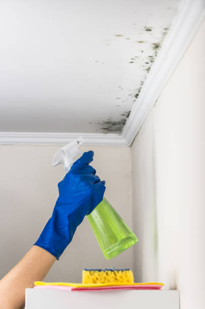 Best Mold Testing  in Wake Forest, NC